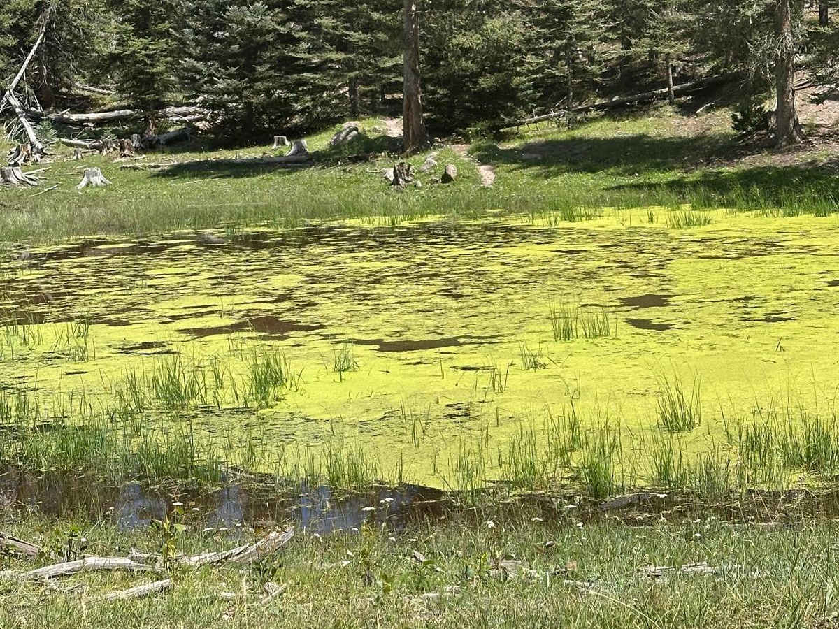 Green Pond - FS 453C trail photo