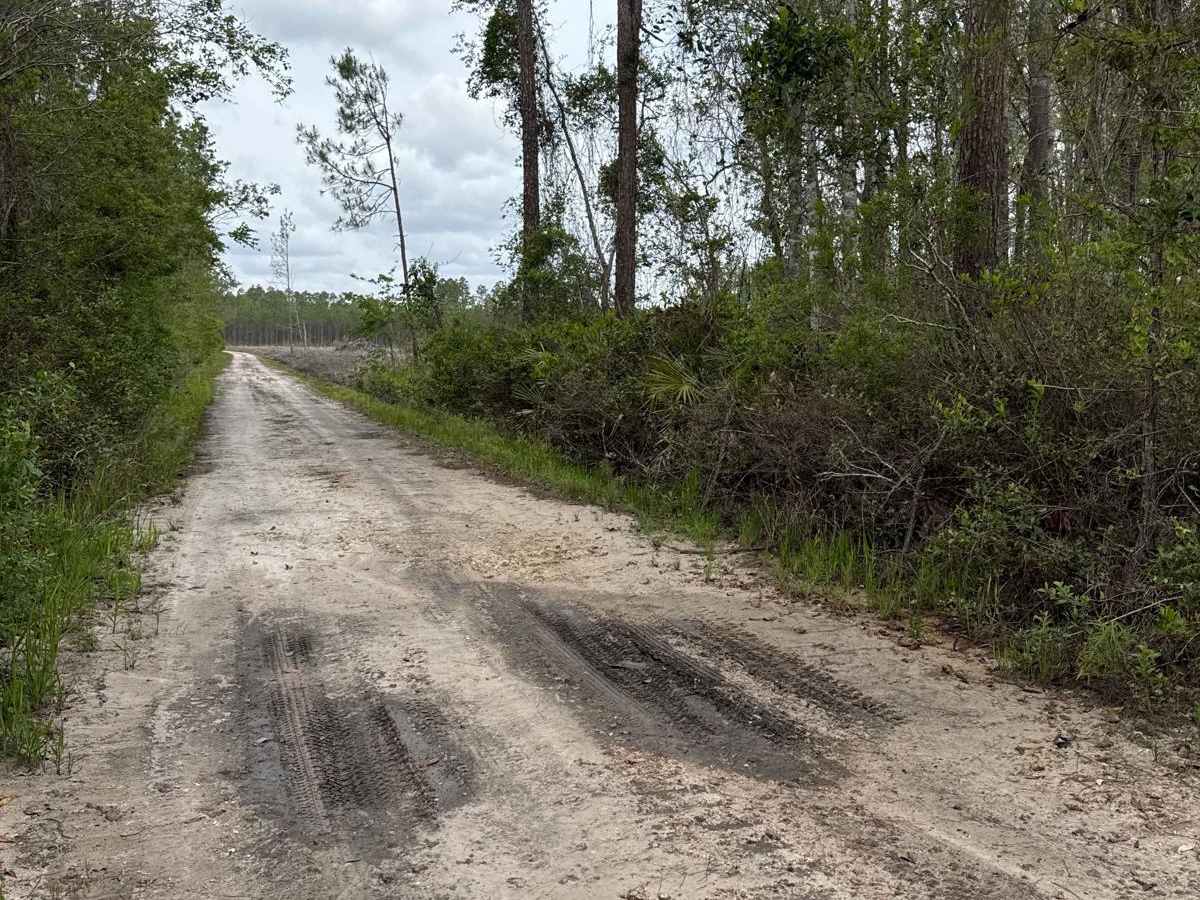 Mule Lot  - Osceola NF 279 photo 6