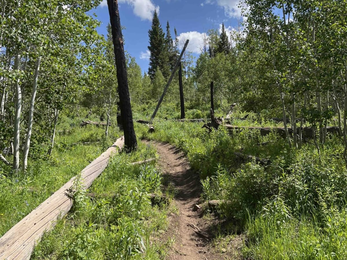 Willow Hollow Ridge photo 3