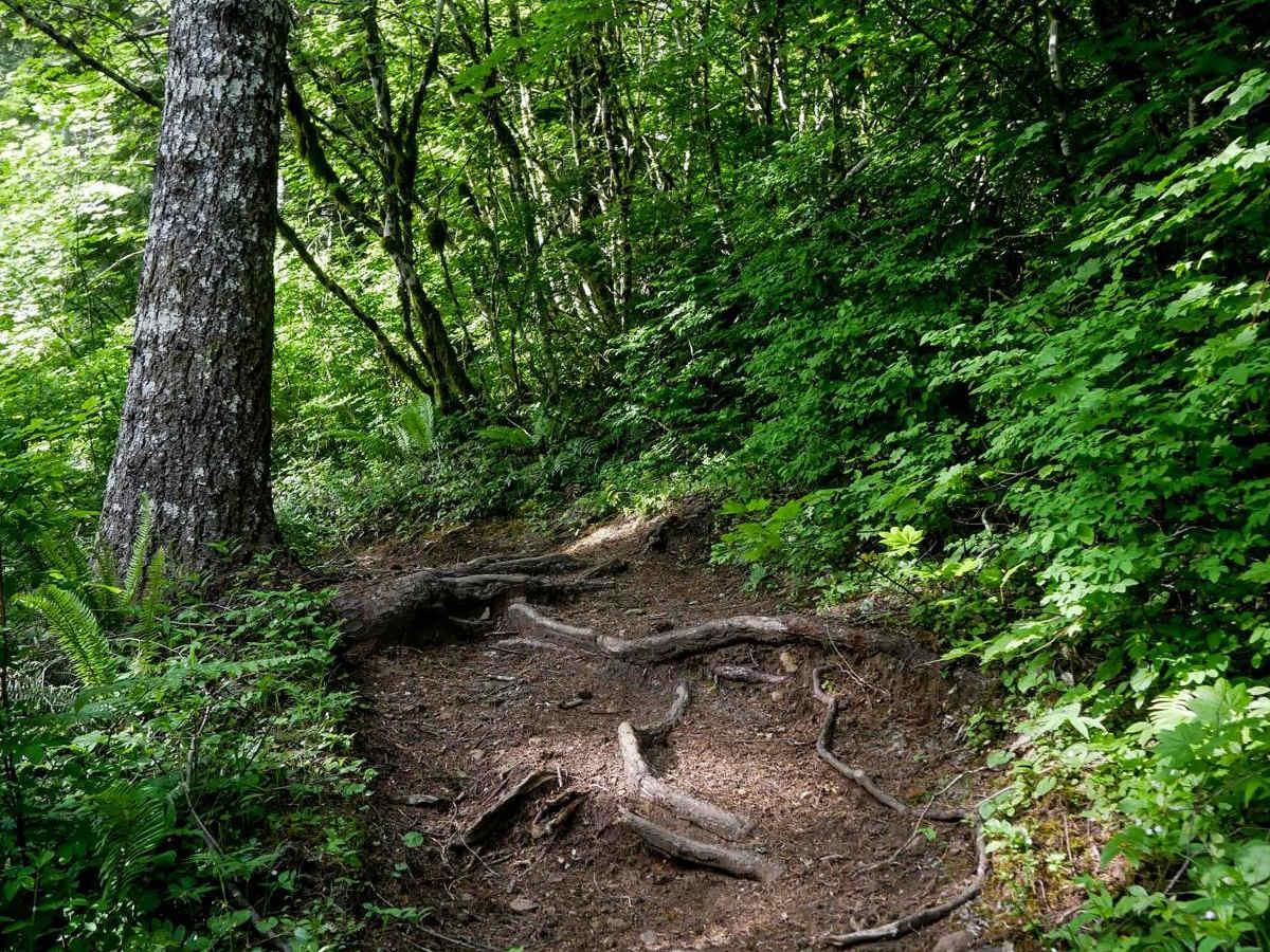 #104 (Moderate) trail photo