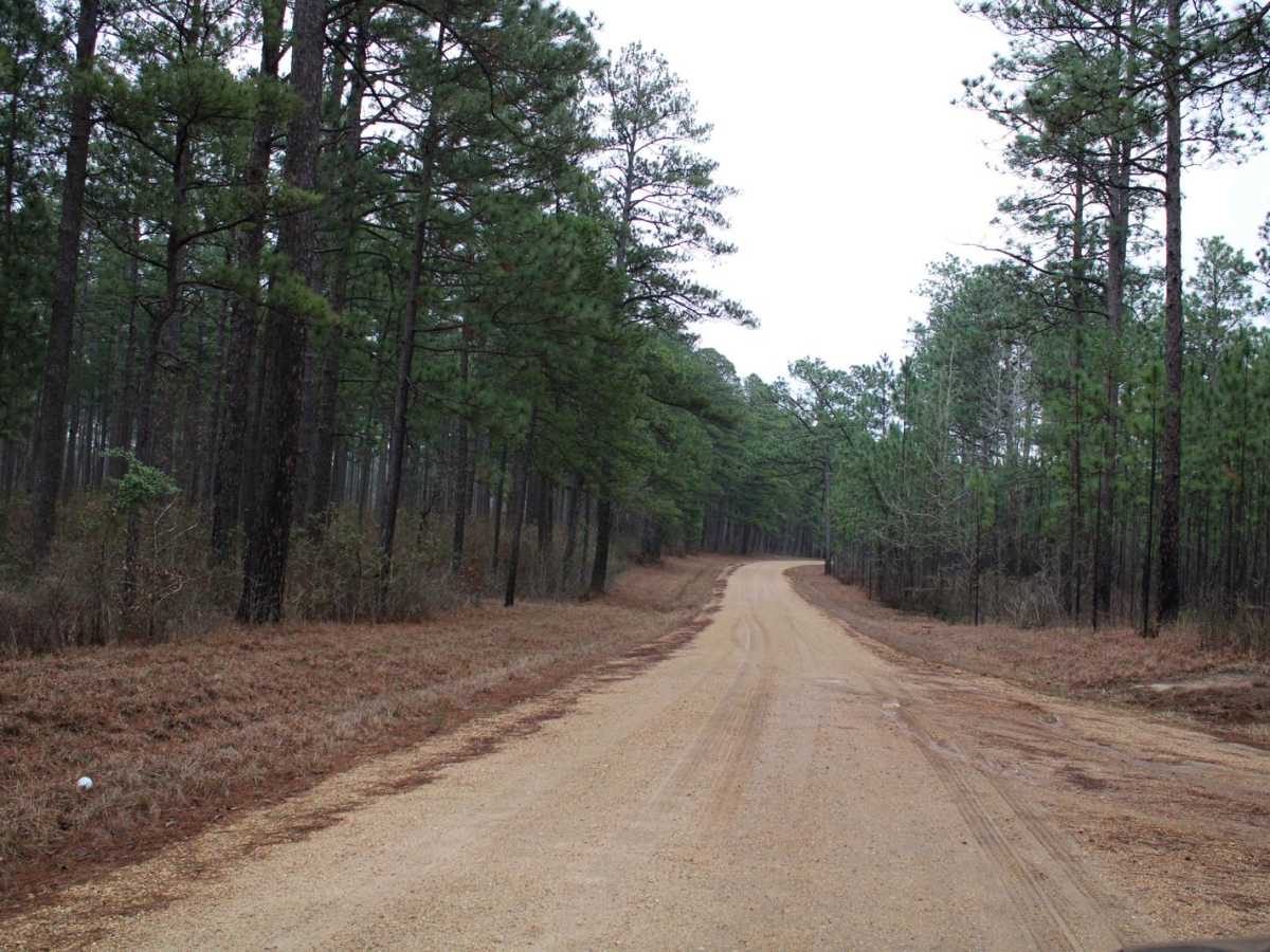 Gum Springs Campground photo 6