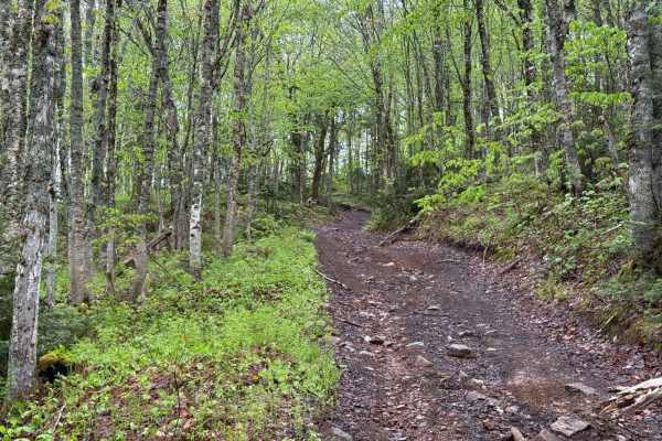 Kingsross Trail