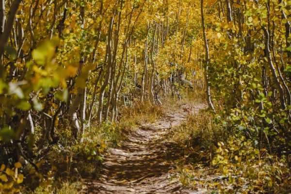 Grays Creek Trail
