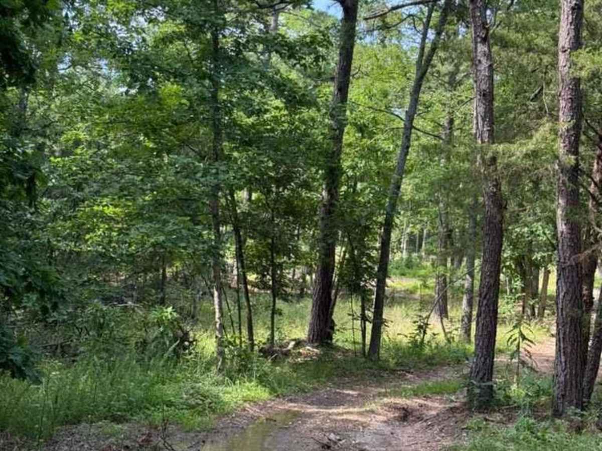 Brandon's Trail photo 5