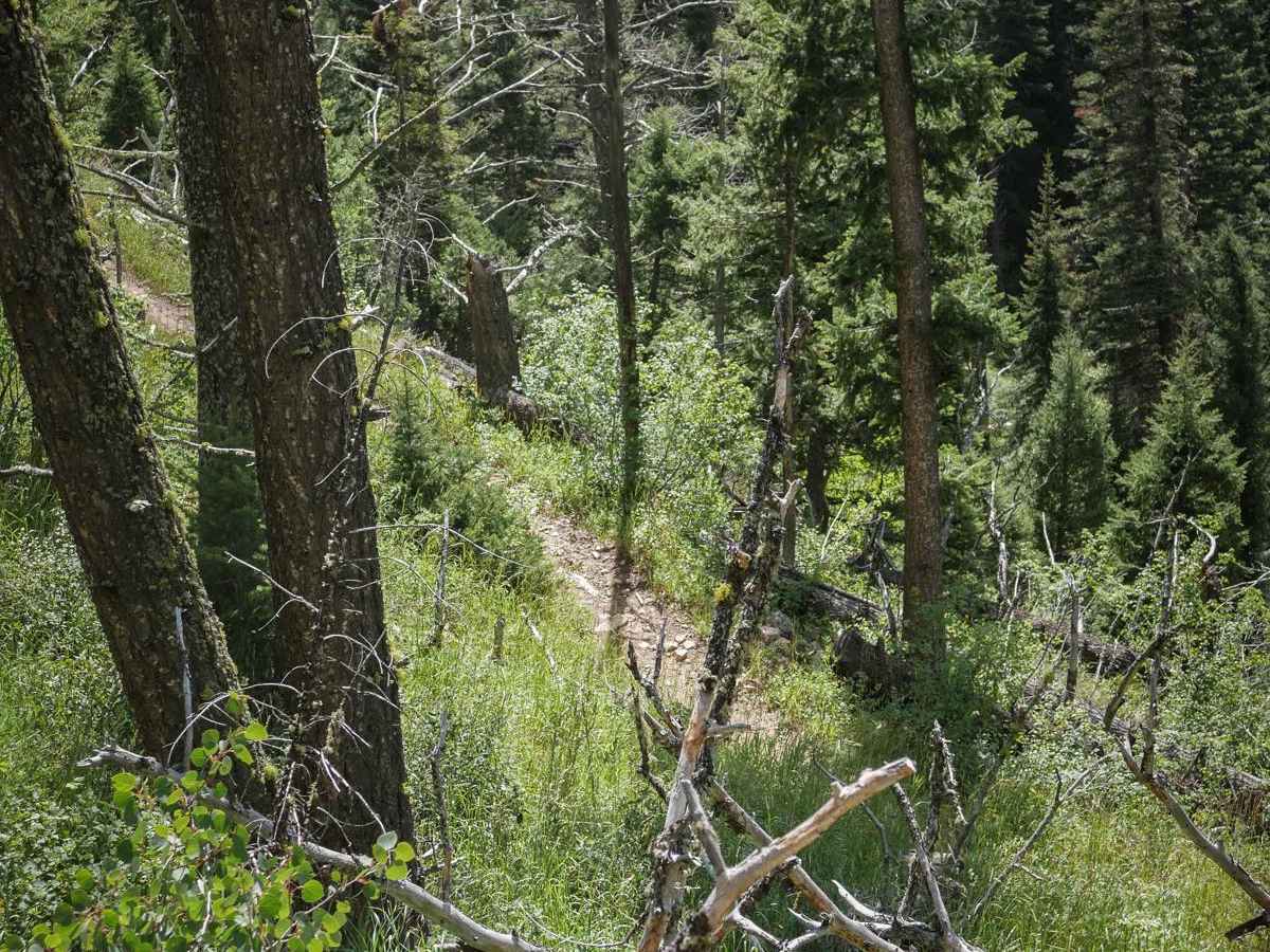 Kirkwood photo 5