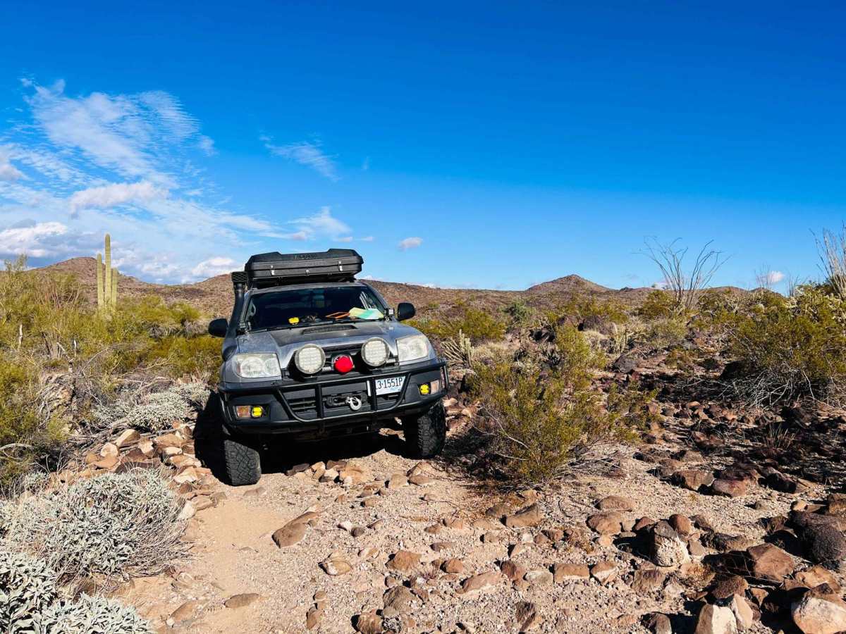 Secret Saguaro Forest photo 4