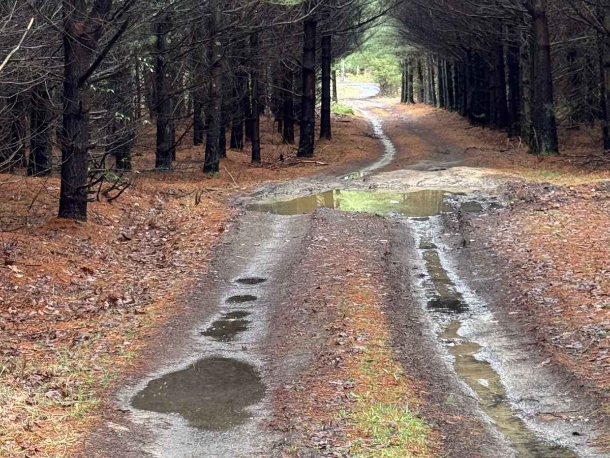 Lewis Camp Trail photo 3
