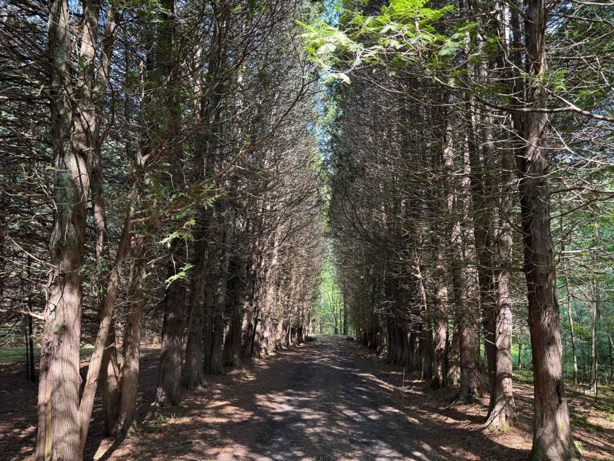 Eastern Boundary Trail trail photo