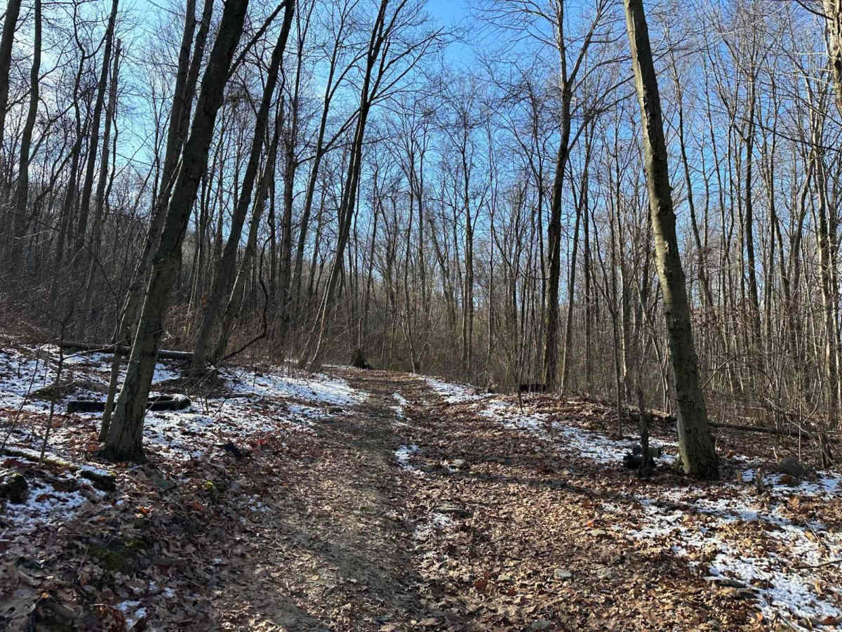 Locust Gap 72 photo 5