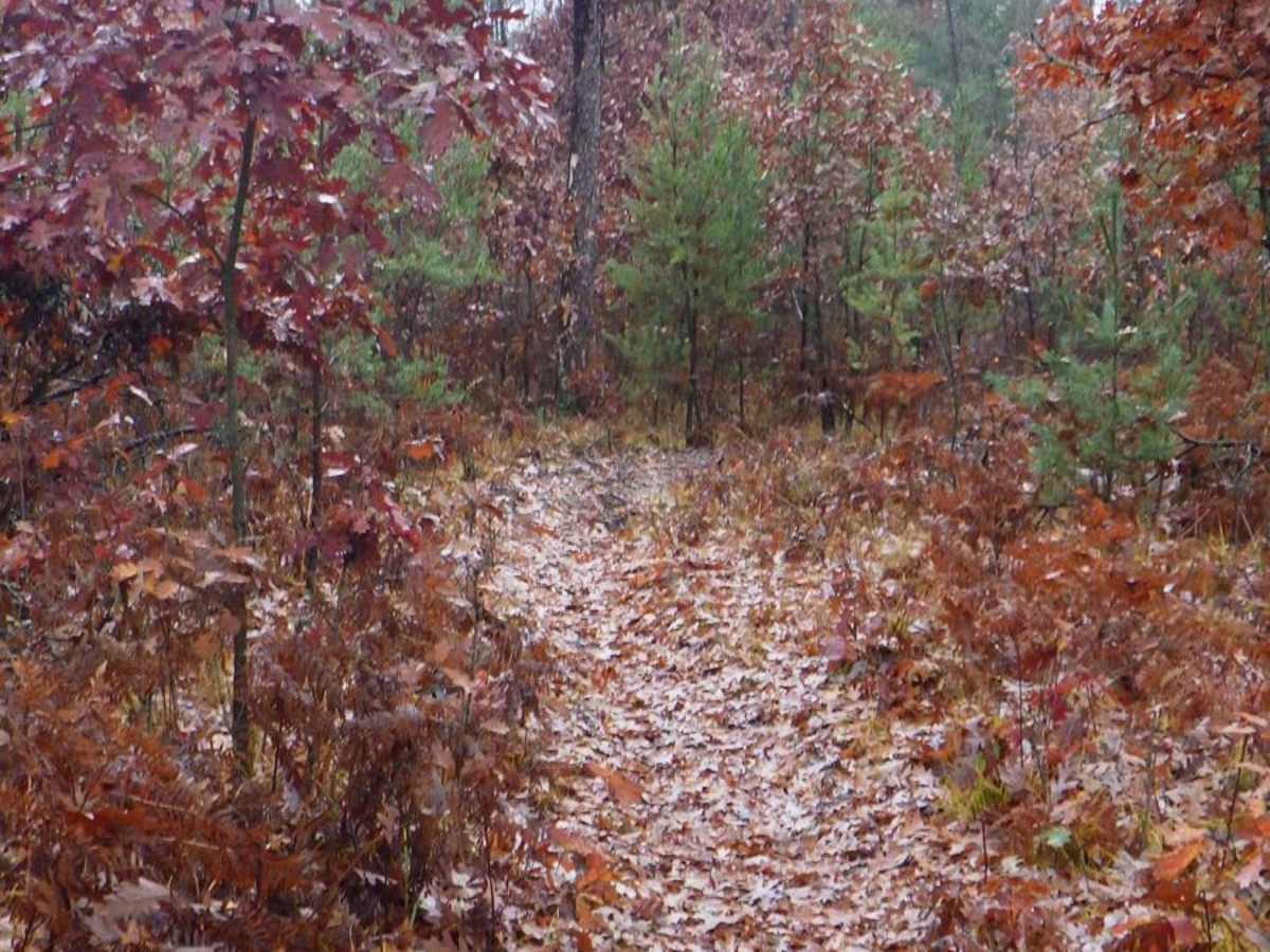 Little Manistee Cutoff 24-inch Trail photo 3