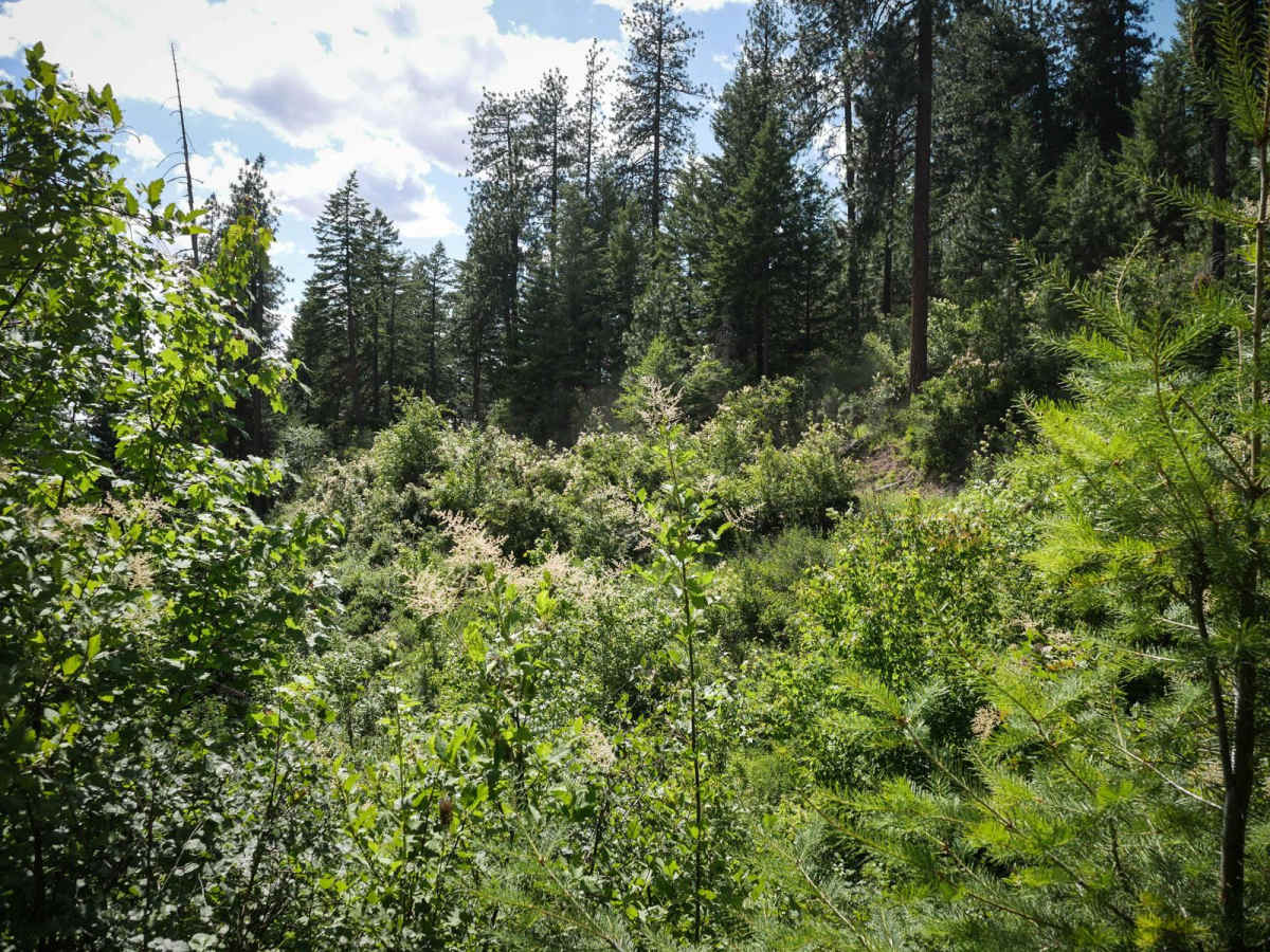 Canfield Mountain- Trail 9 photo 5
