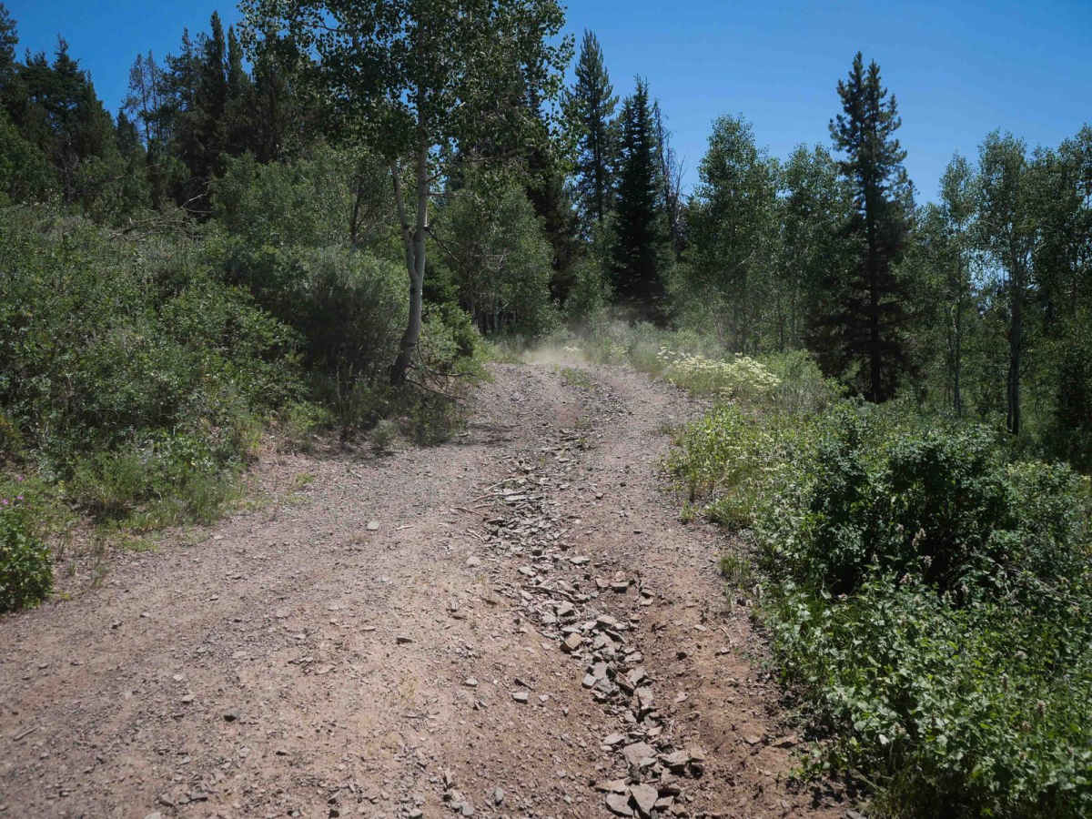 Burchertt Spring #5236  trail photo