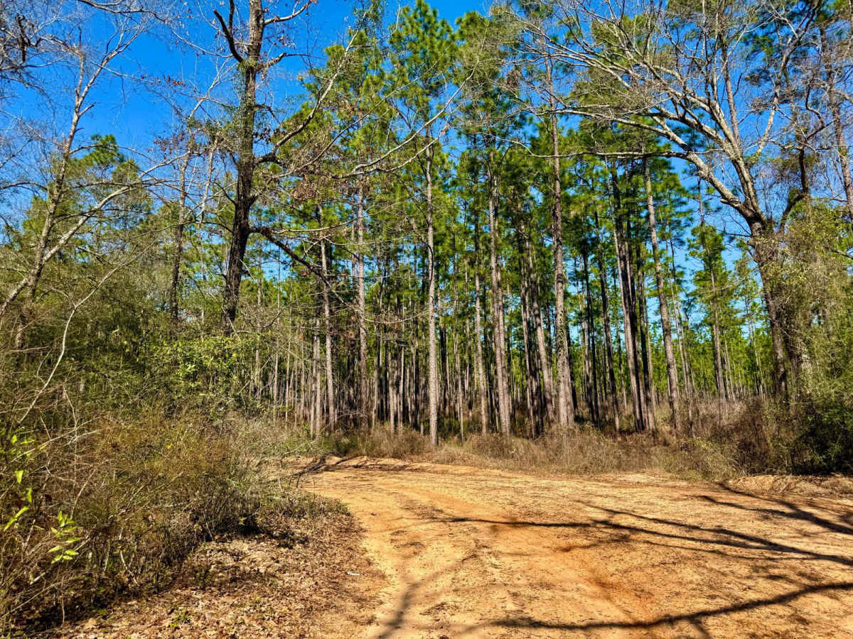 Florida State R53 trail photo