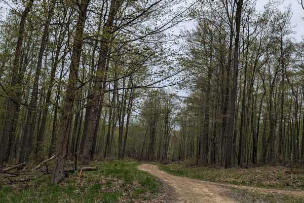 Blacksnake Run
