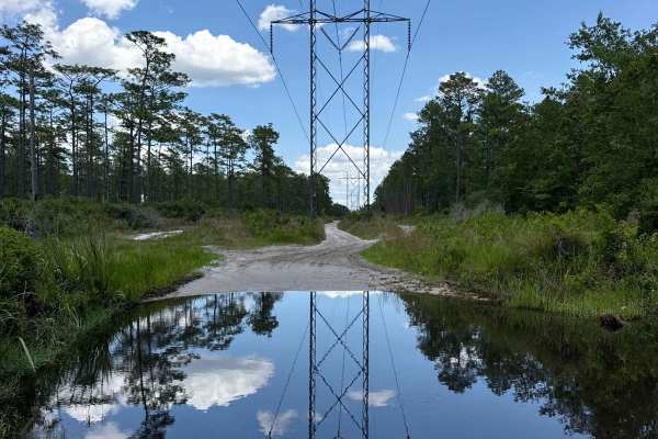 East Wandering Wiregrass