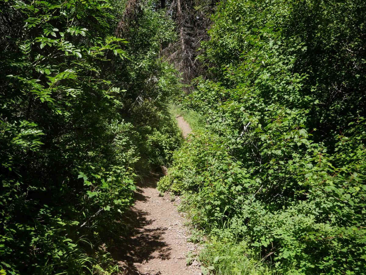 Dry Henderson photo 6