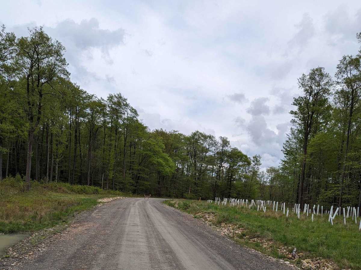 CCC Road photo 2