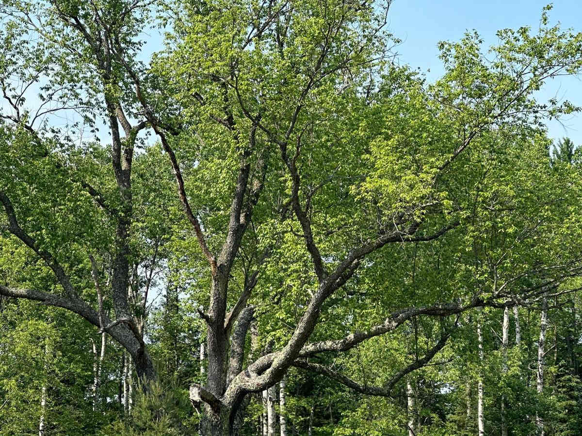 Grass Lake Spur photo 3