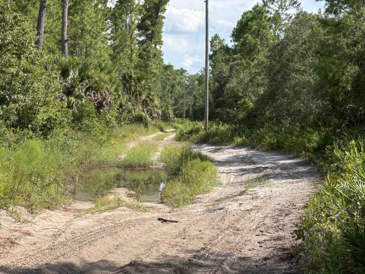 Telephone Trail - ONF 71 photo 6