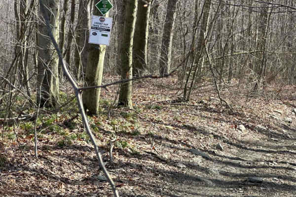 Locust Gap 47