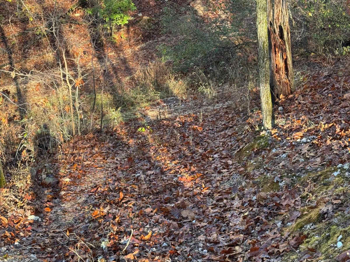 Yellow 119 trail photo