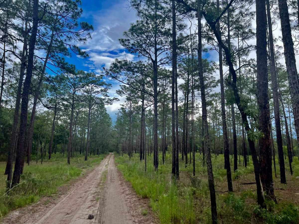Crooms Wildlife Management | Trail 4 photo 2
