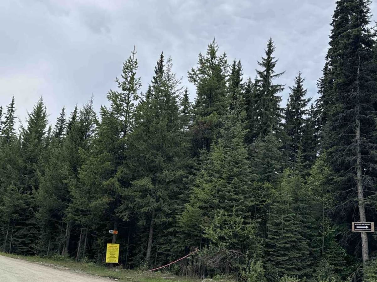 Jackpine Forest Service Road photo 5