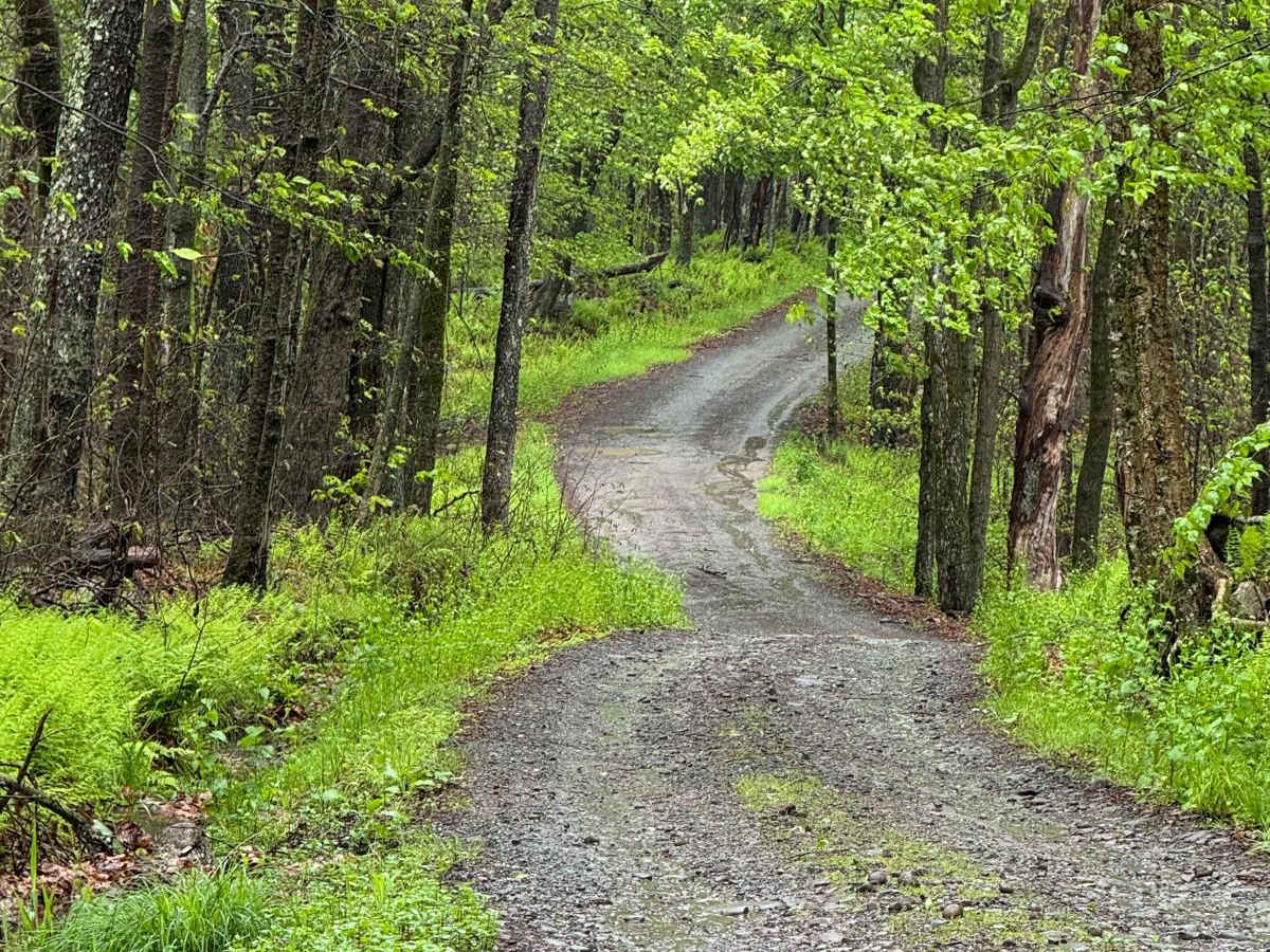 Barnes Road trail photo
