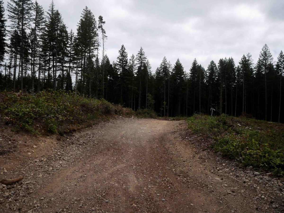 Tahuya River Staging trail photo