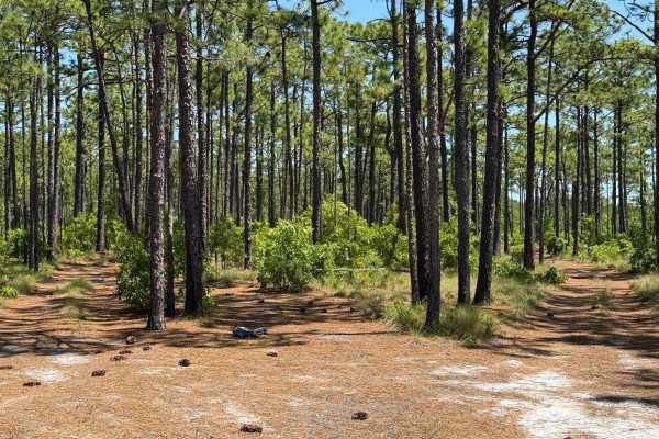 Pringle Road Spur 2