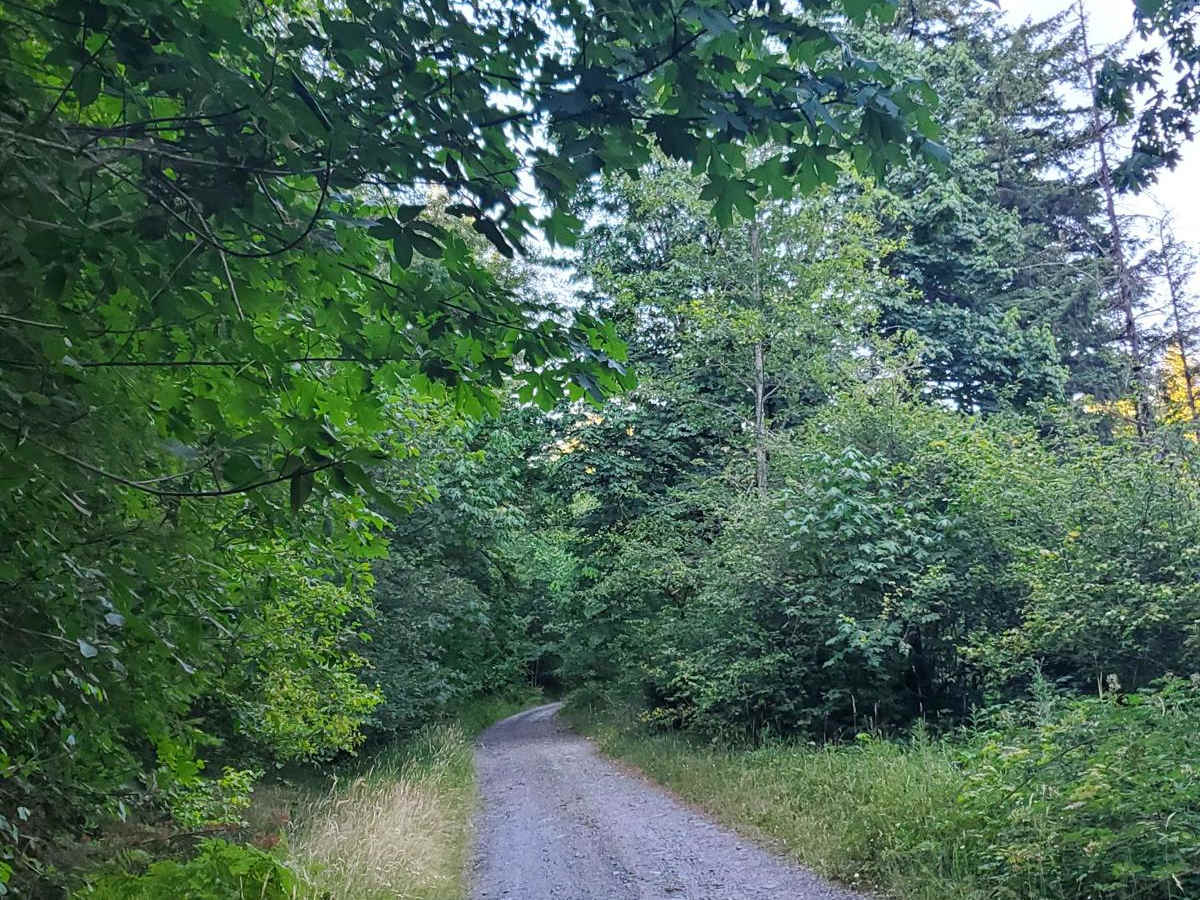 Deep Forest Connection Road photo 3