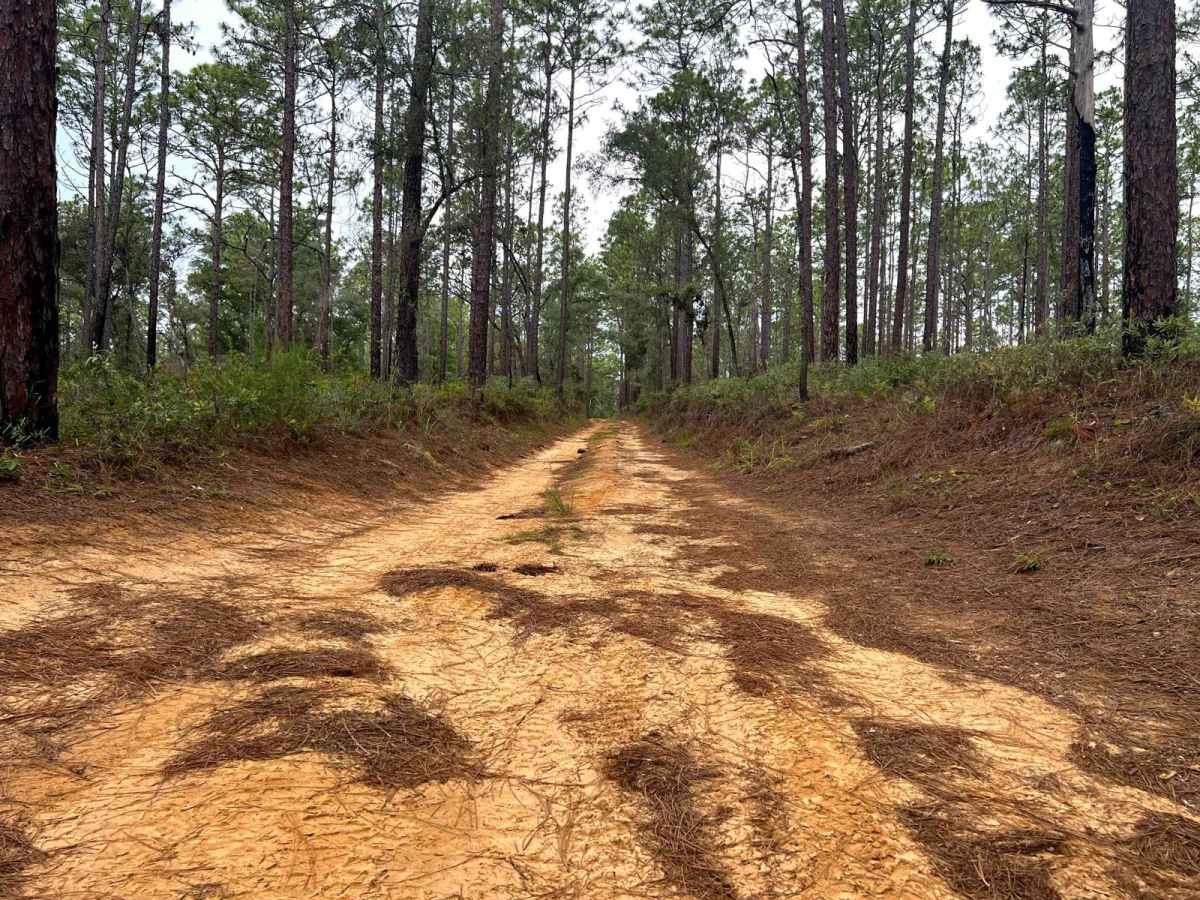 Crooms Wildlife Management | Trail 8 photo 6