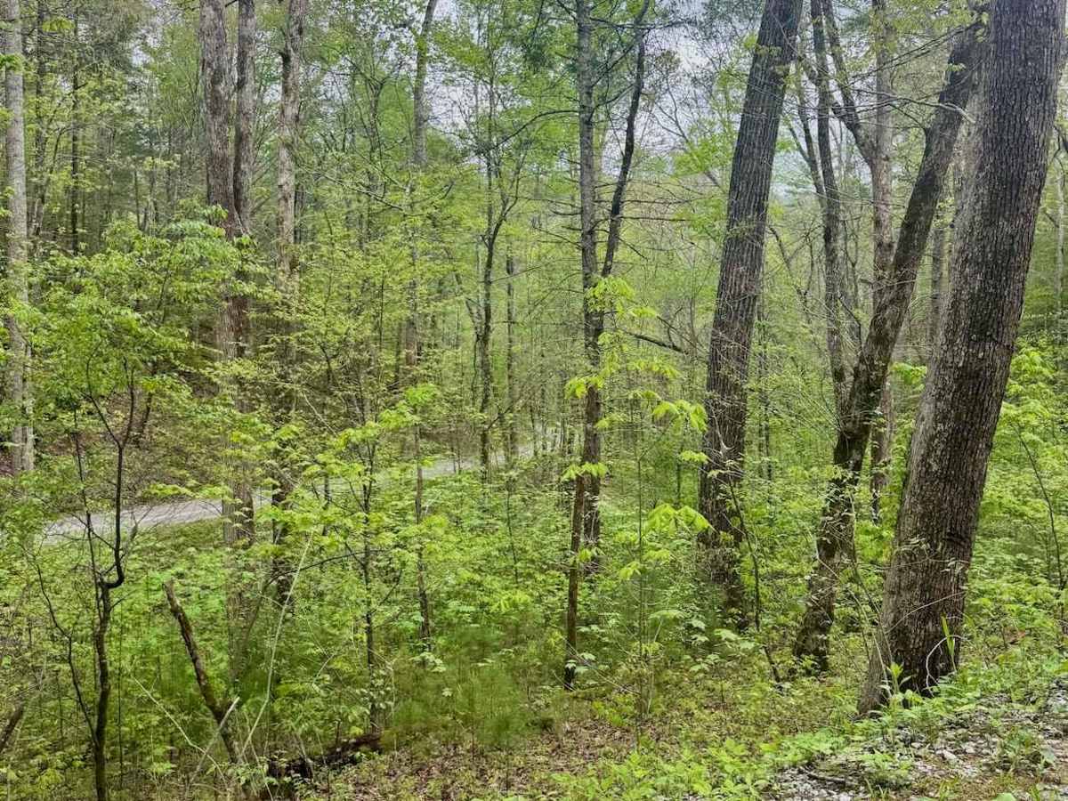 Rich Mountain Road photo 4
