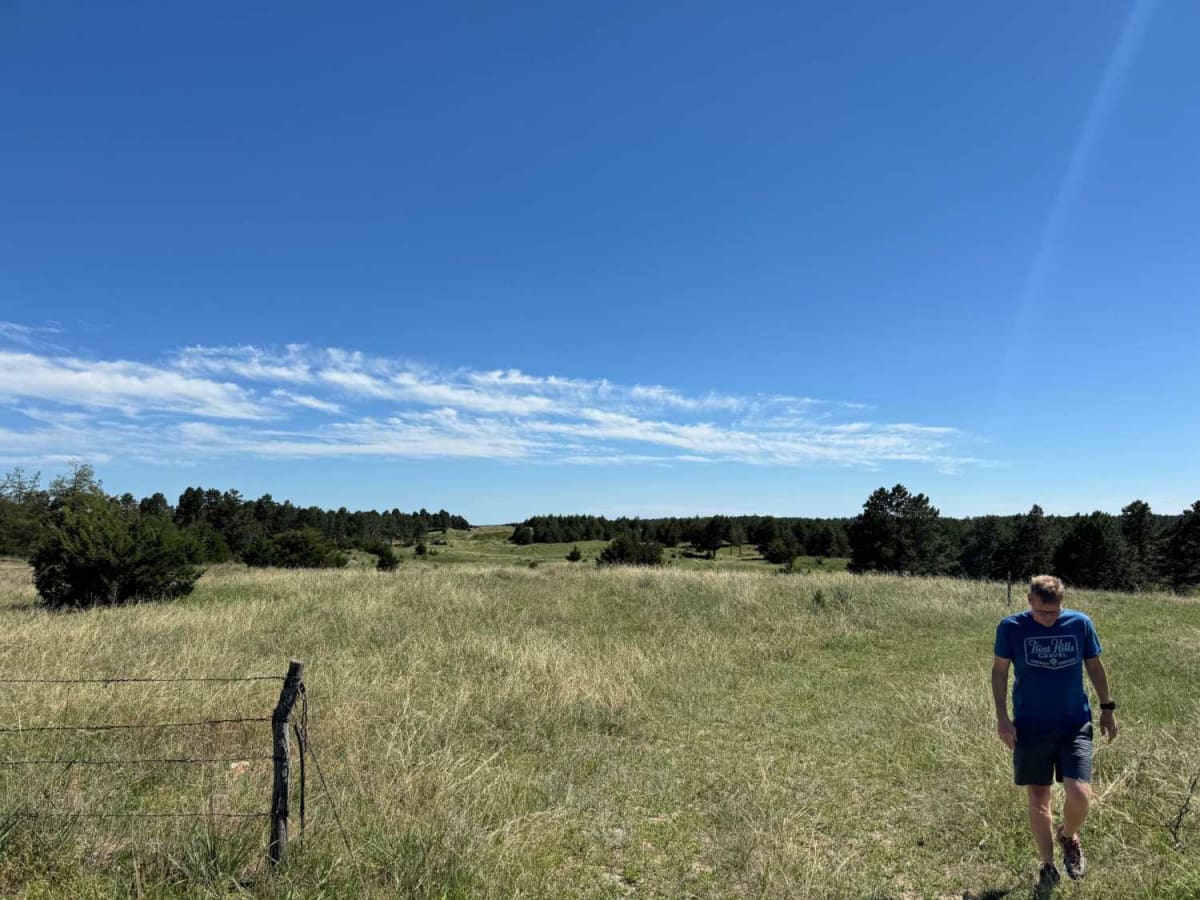 Tree Line photo 4