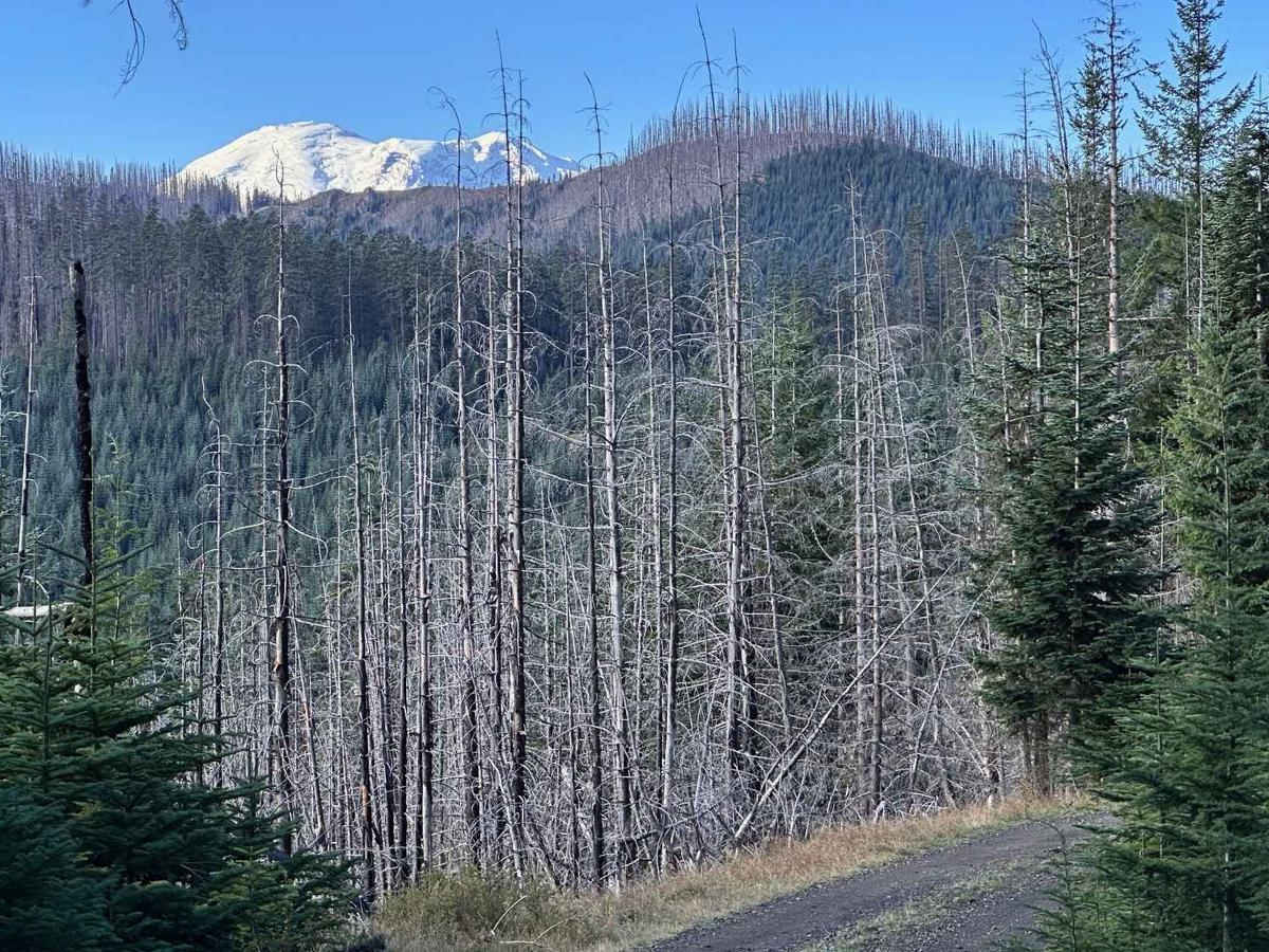 Forest Lake Rd 7222 trail photo