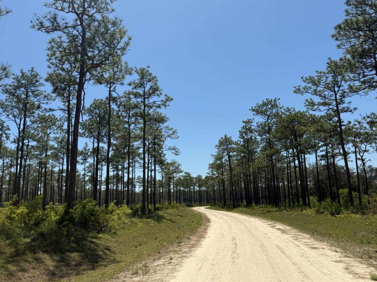 Wrights Landing - FS 101 trail photo