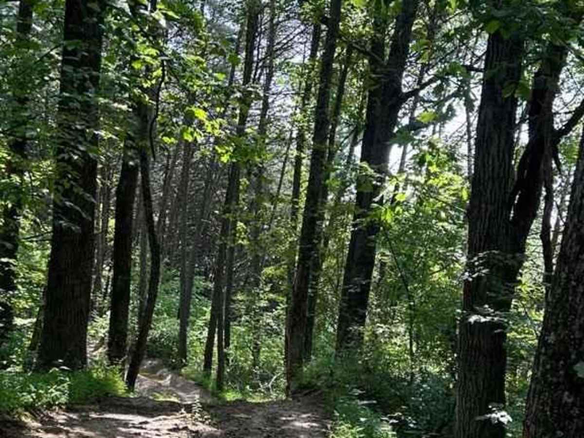 Trail 3X photo 2