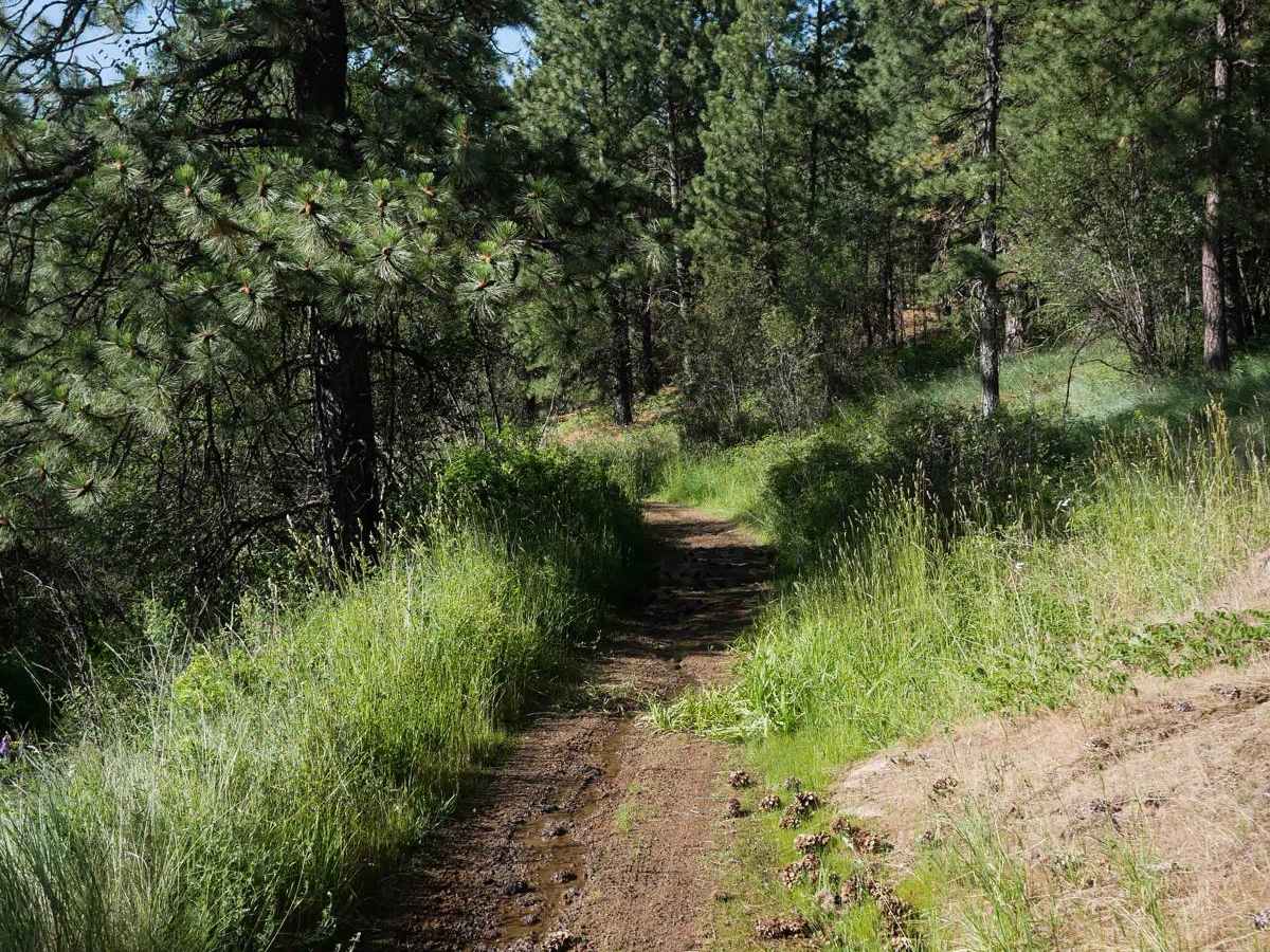 Straight Shot trail photo