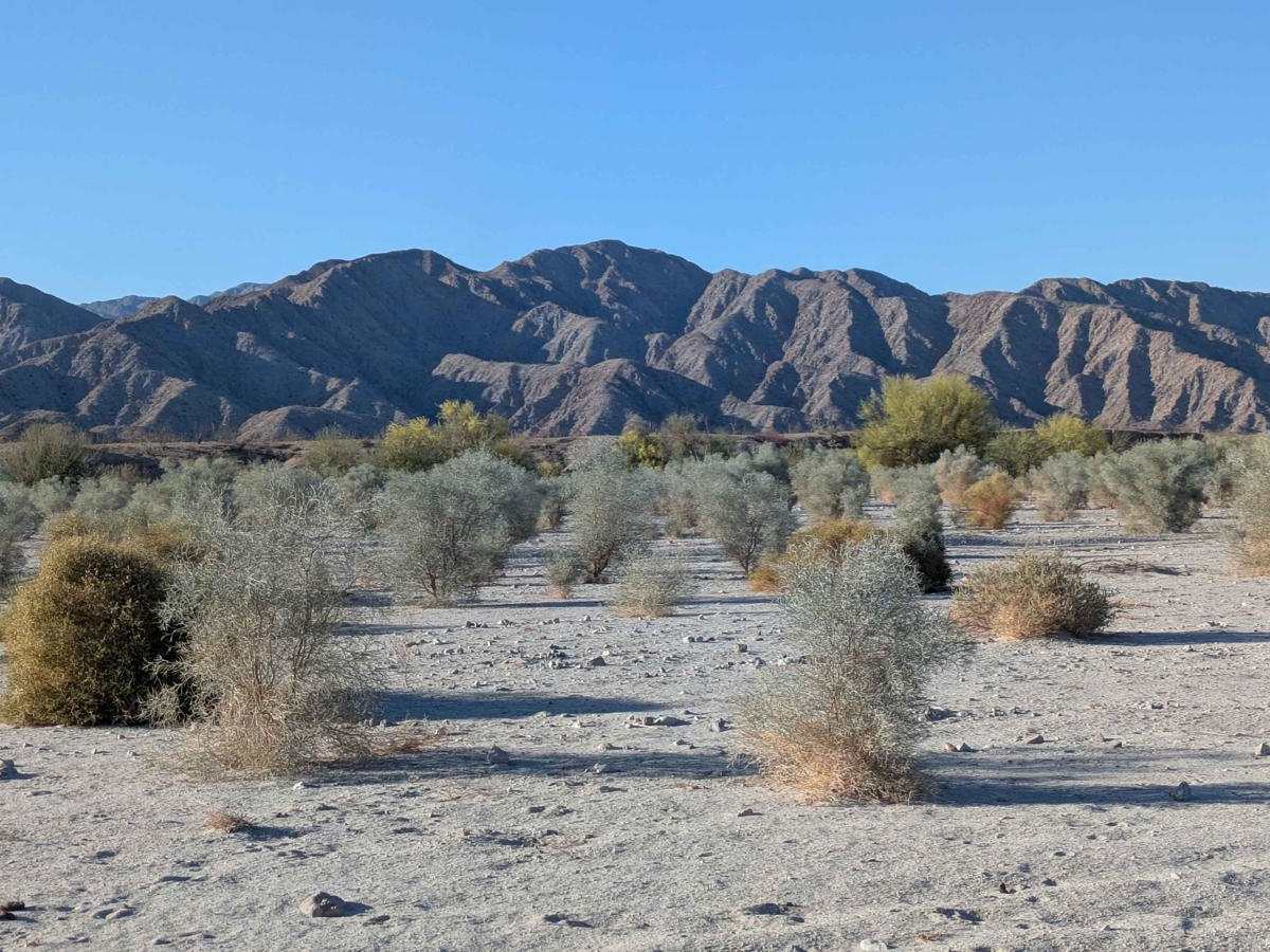 Octillo y Cacti Wash trail photo