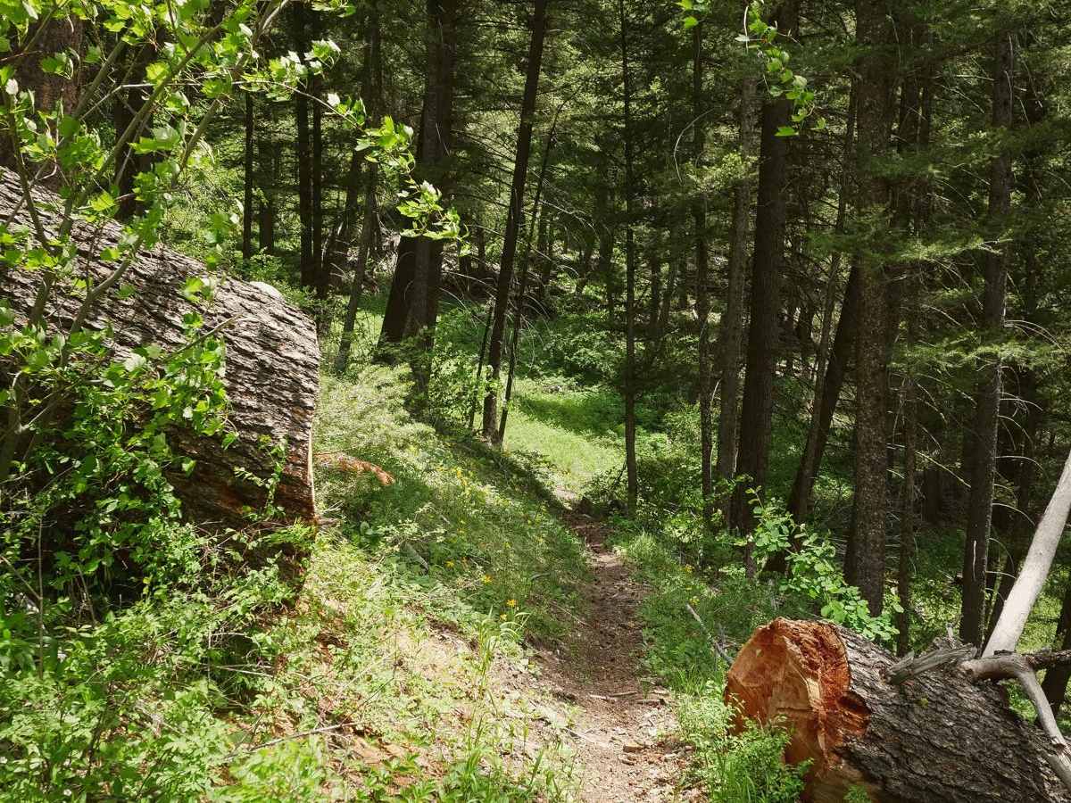 South Fork Sheep Creek photo 4