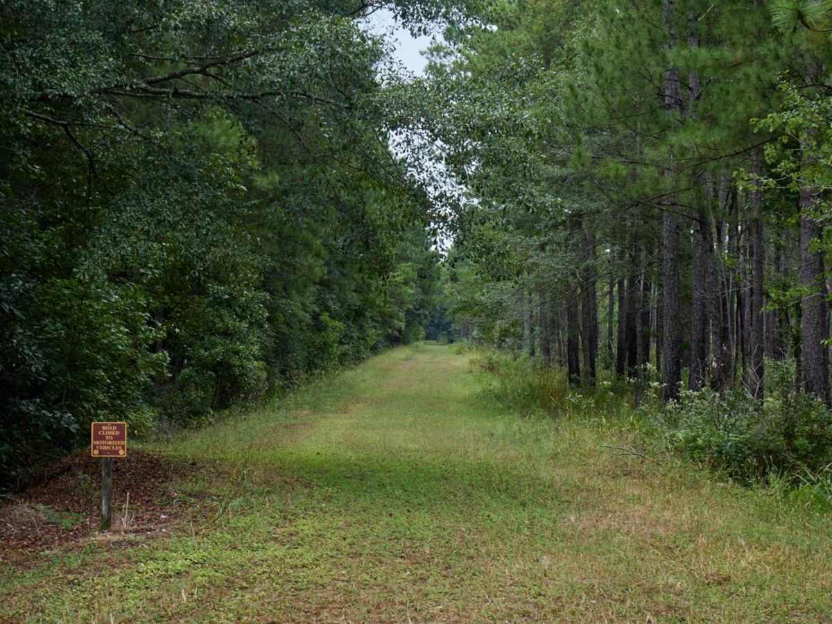 Bonneau Ferry WMA - Perimeter Loop - Alternative photo 6
