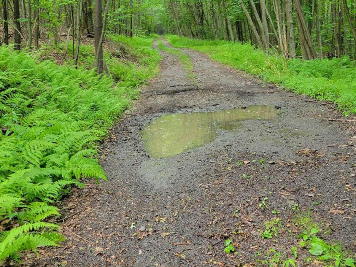 Red Gobbler trail photo