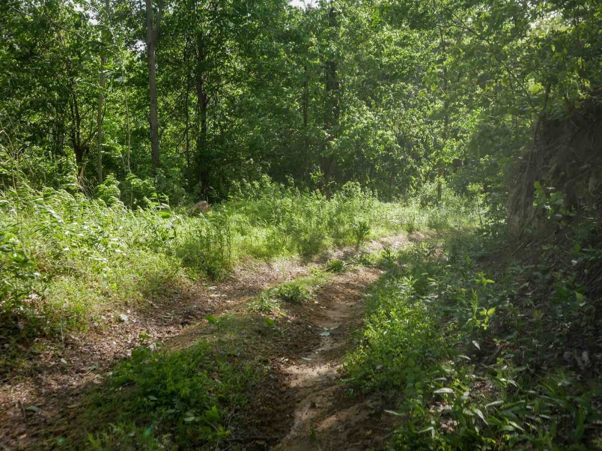 RV11 trail photo