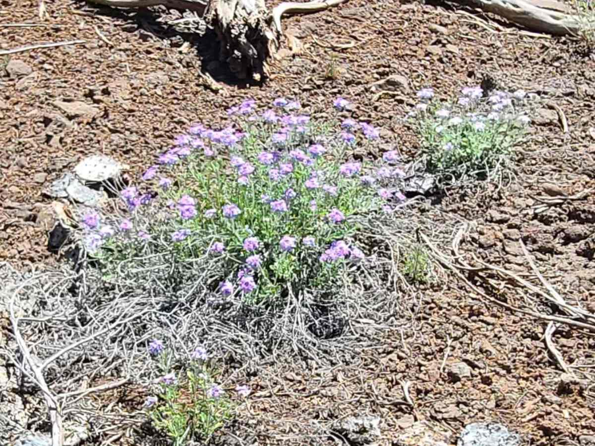 Wild Flower Pass (CR 717/Trail 1835) photo 6