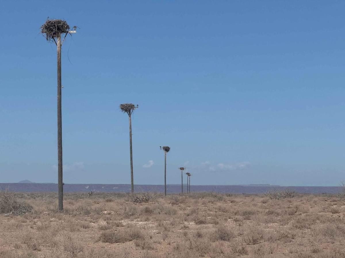Campo Delgadito photo 6