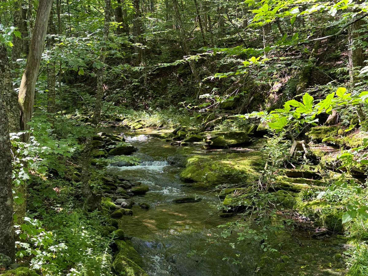 Shin Creek Road photo 2