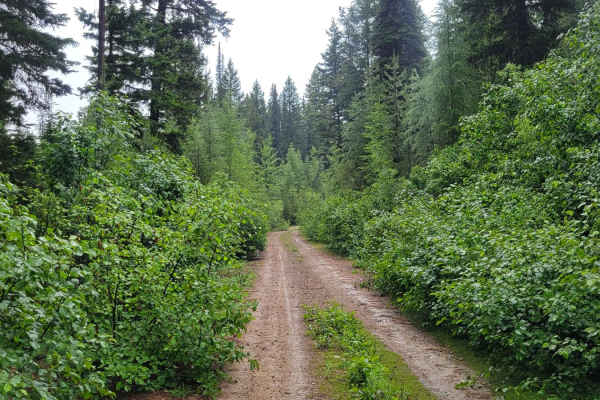 Forest Road 4235-100