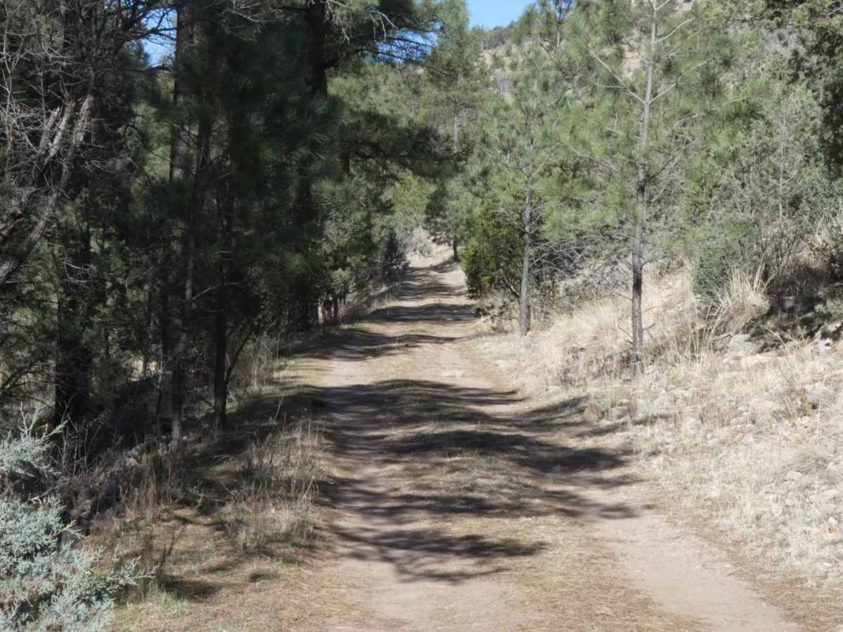 Pinon Long photo 6