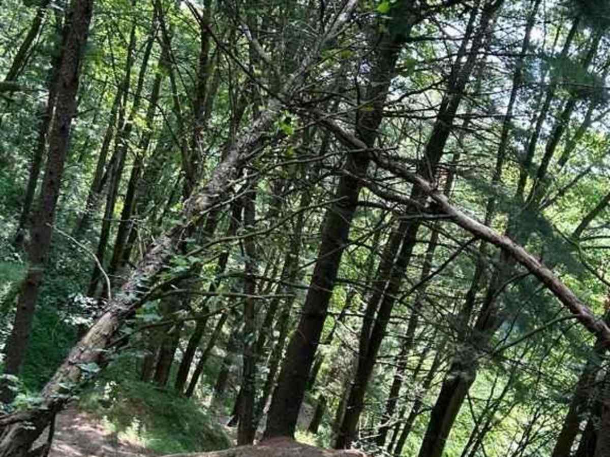 Trail 3X photo 5