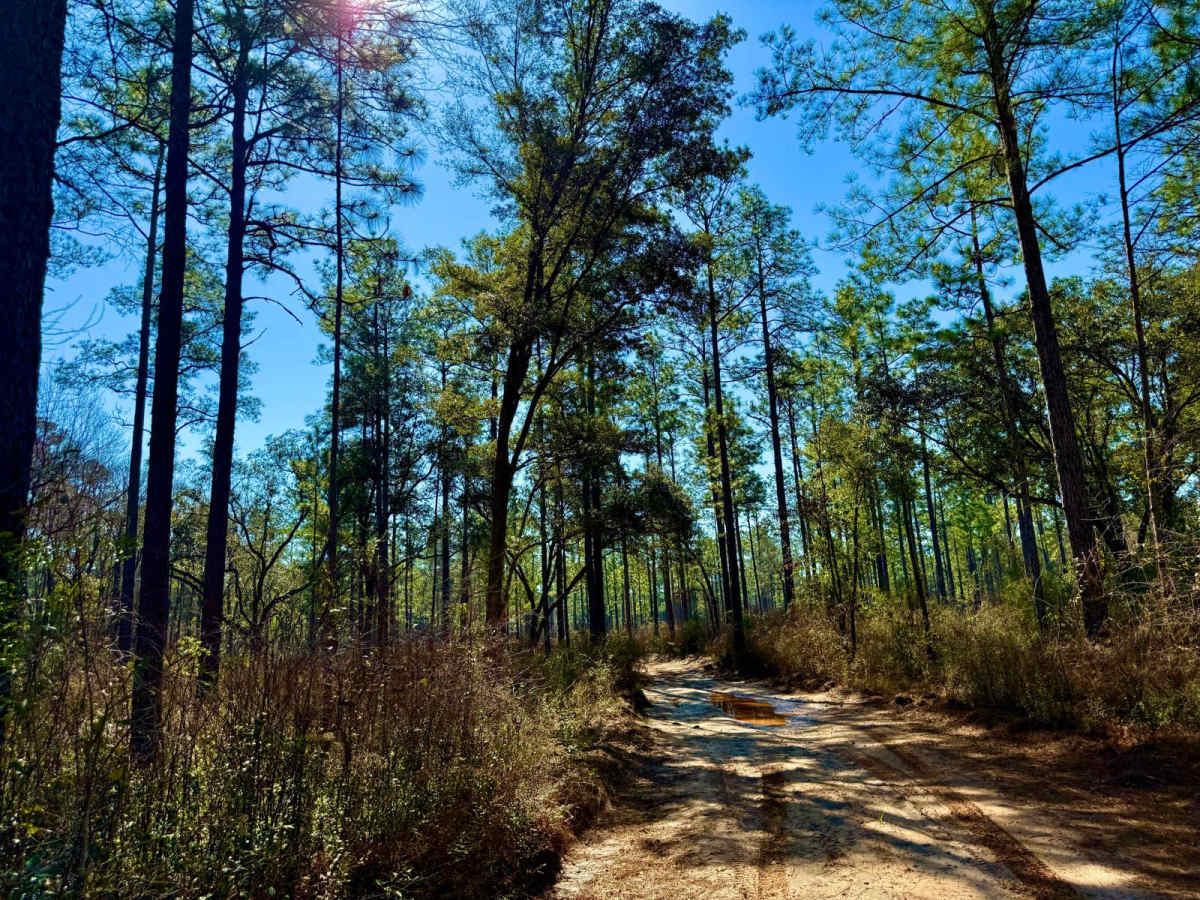 Florida State R57 photo 4